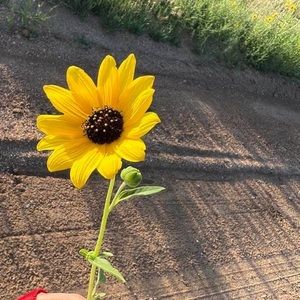 Meet your Posher, Lannea